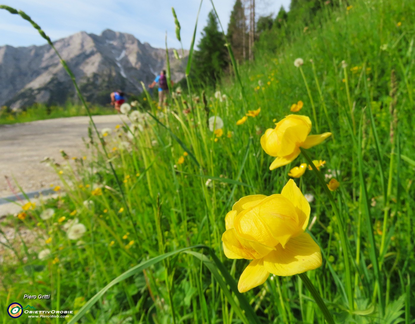 08 Trollius europaeus (Botton d'oro) con vista in Pegherolo.JPG